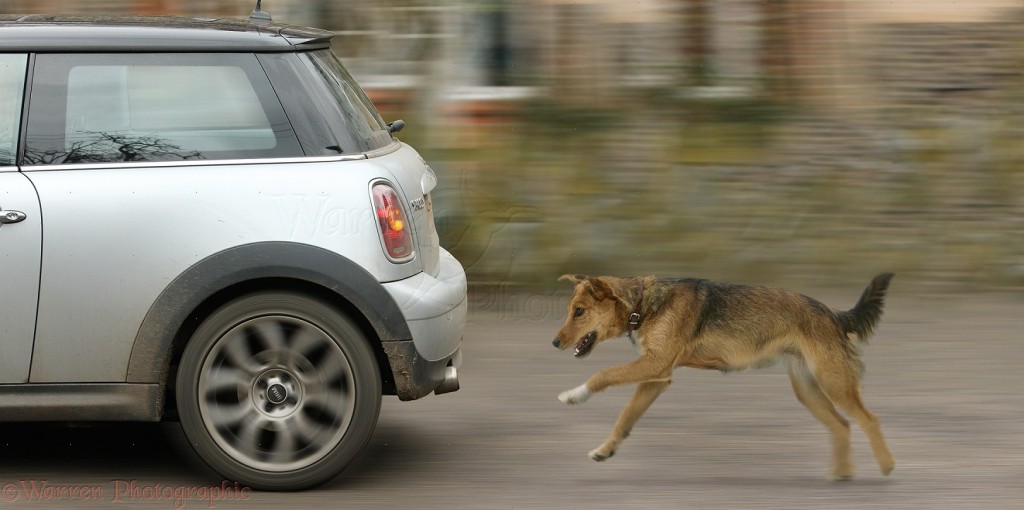 Donald Trump like a dog chasing a car
