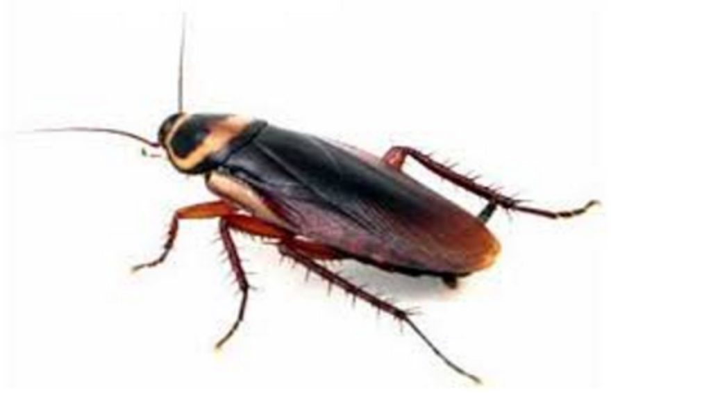 Neocons Cockroaches